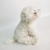 Manufacture Plush Maltese Dog Toy Adorable and Fashionable Companion for Kids